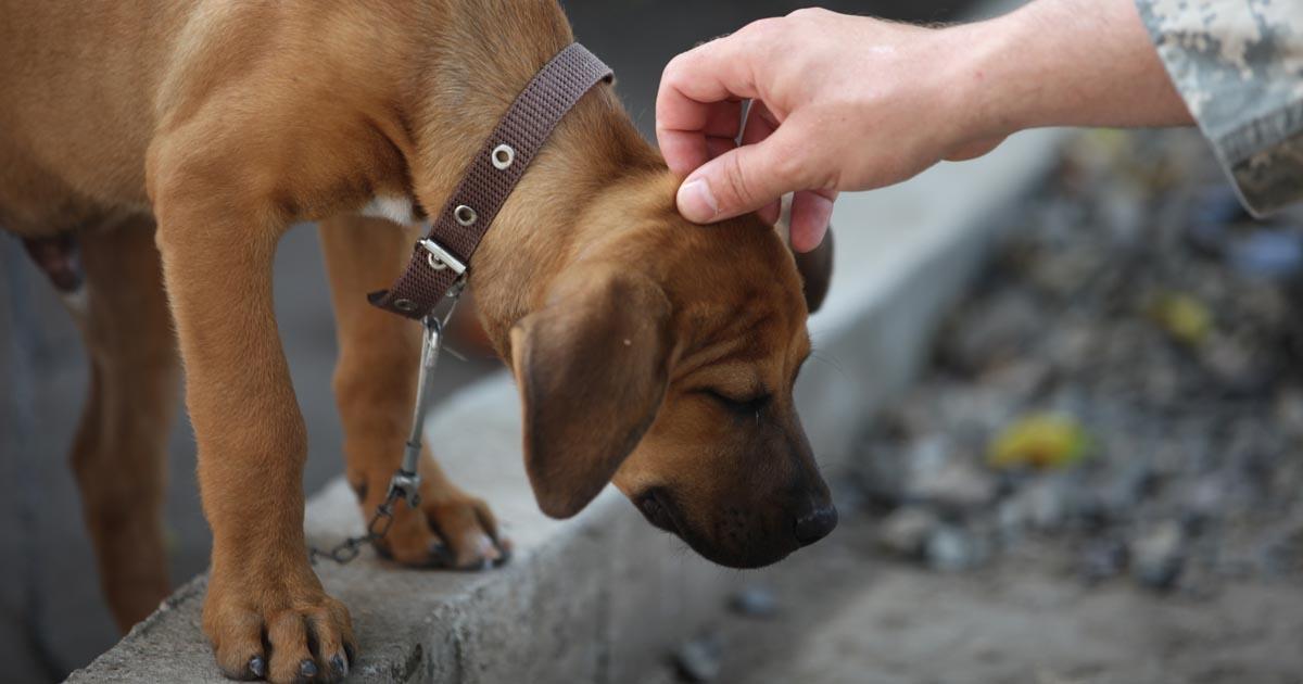 Cárcel por 10 años quien mate a un animal