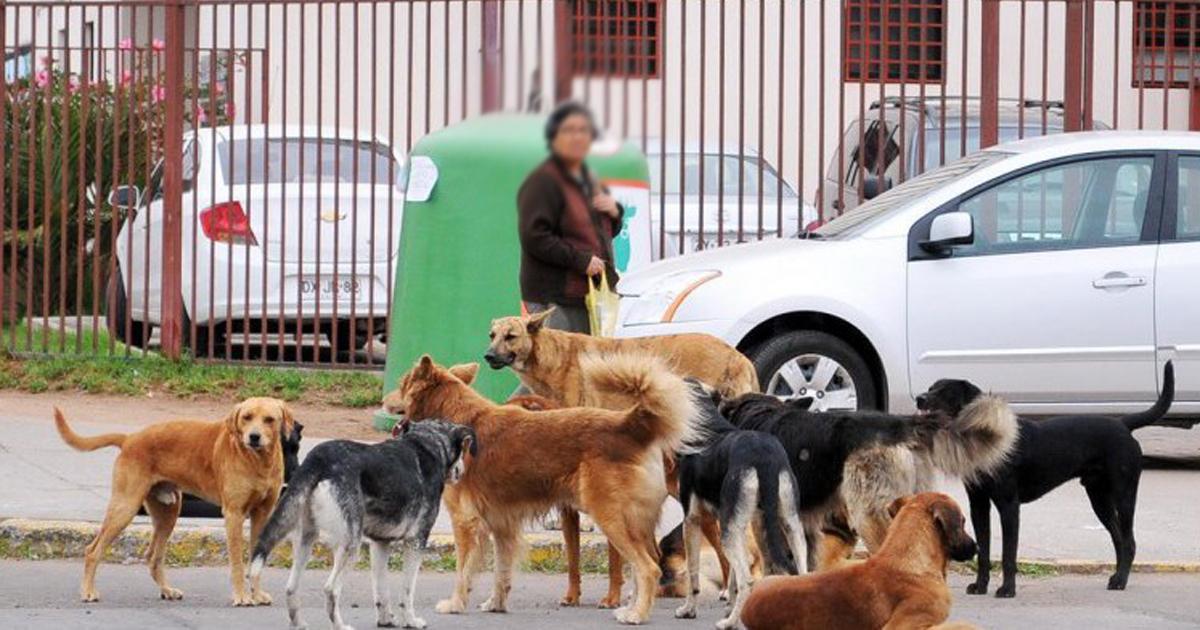 Que el Intendente exija a los residentes que castren a sus perros y los tengan dentro de sus casas y no en las calles