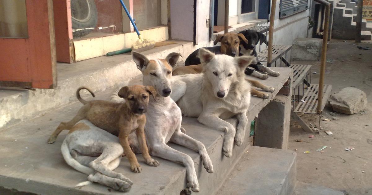 Esterilizar perros y gatos en los barrios