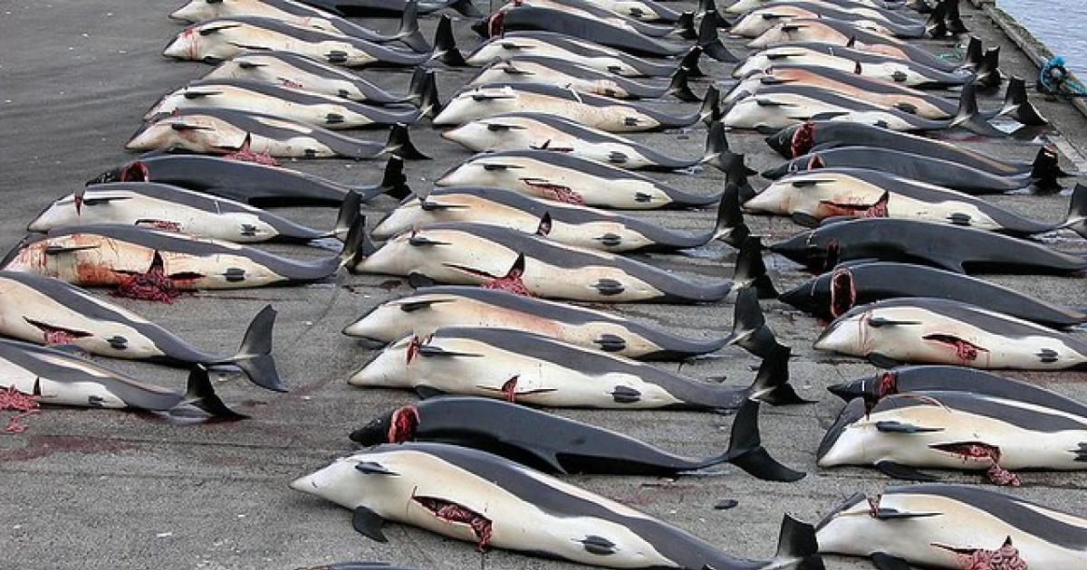 No all'uccisione di delfini in Giappone