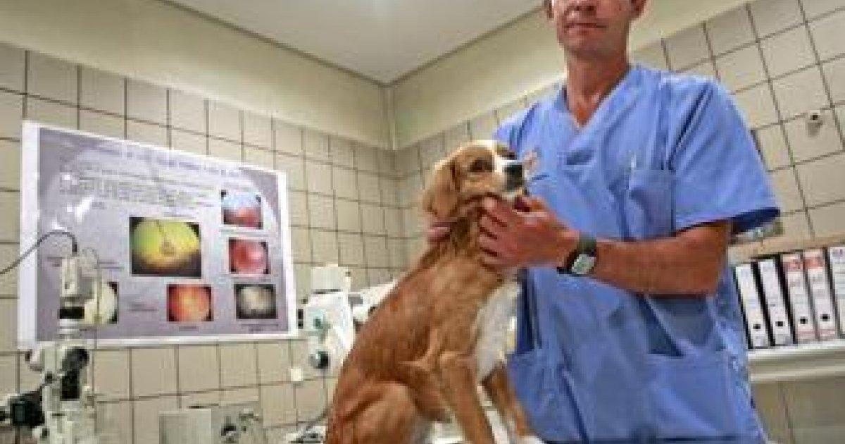 A concessão para criar hospitais veterinários gratuitos e abrigos para animais abandonados