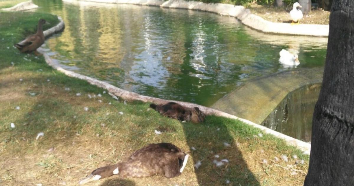 Detengan al asesino que envenena a los patos