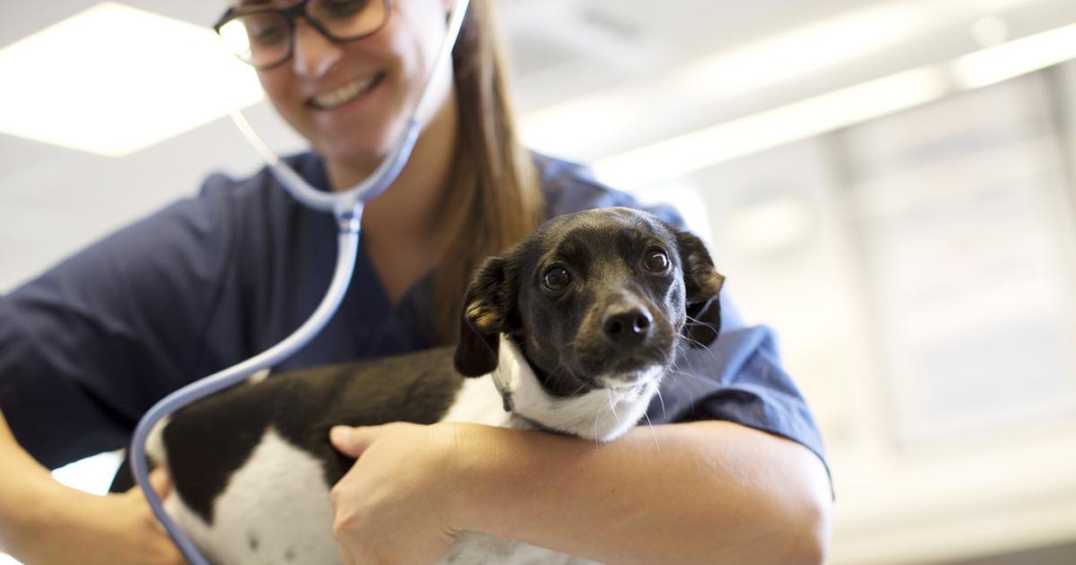 Hospital veterinario público para quienes no pueden pagarlo