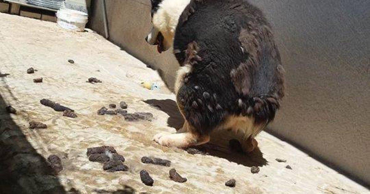 Husky maltratado por su propietario en las afueras de Lisboa