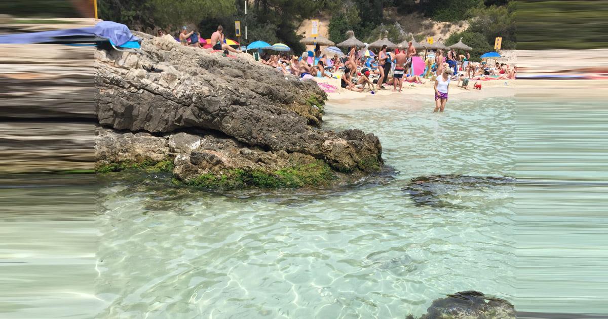 Salvemos a la fauna y flora de las playas 