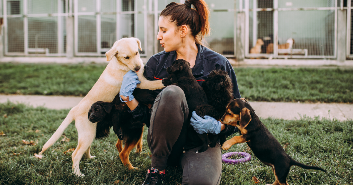 Buscar un hogar y brindar atención veterinaria