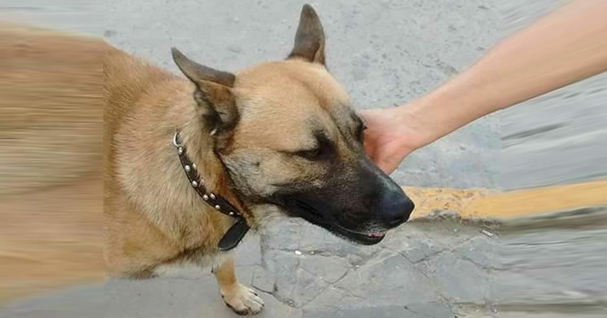 Que por favor llegue a todas las personas y sepan que en Ezeiza la policía local se llevó un perro de la calle para tirarlo