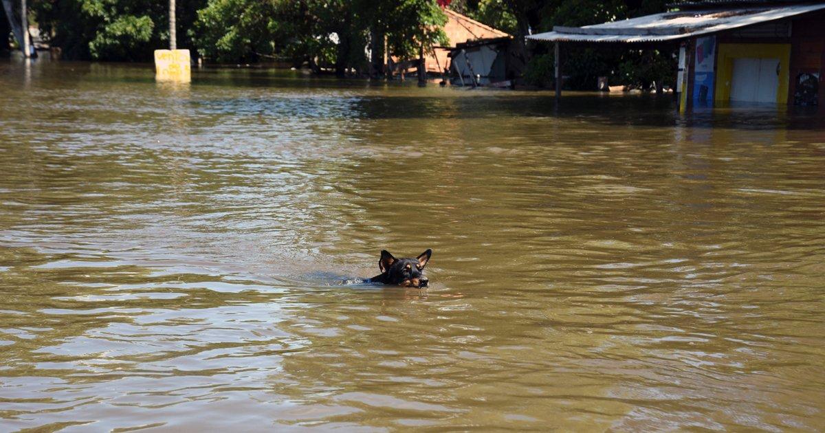 Give a home to street dogs victims of the flood