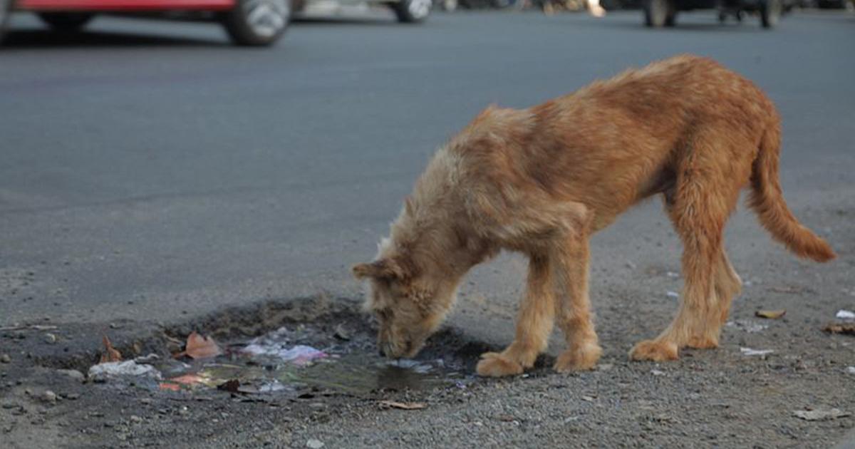 Care and sterilization of the stray animals in town