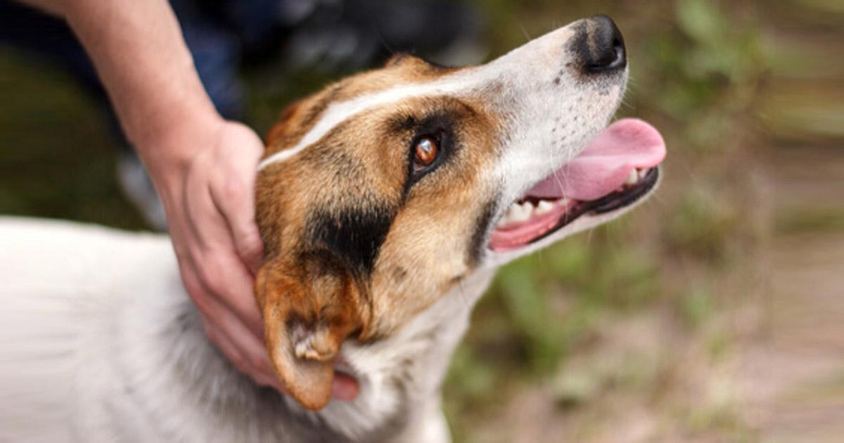 Una clínica veterinaria estatal