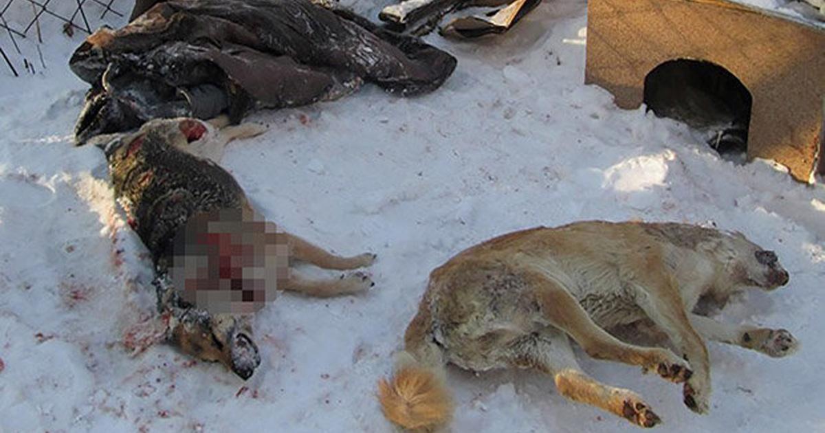 Open a petition against the killing of stray dogs in Russia!