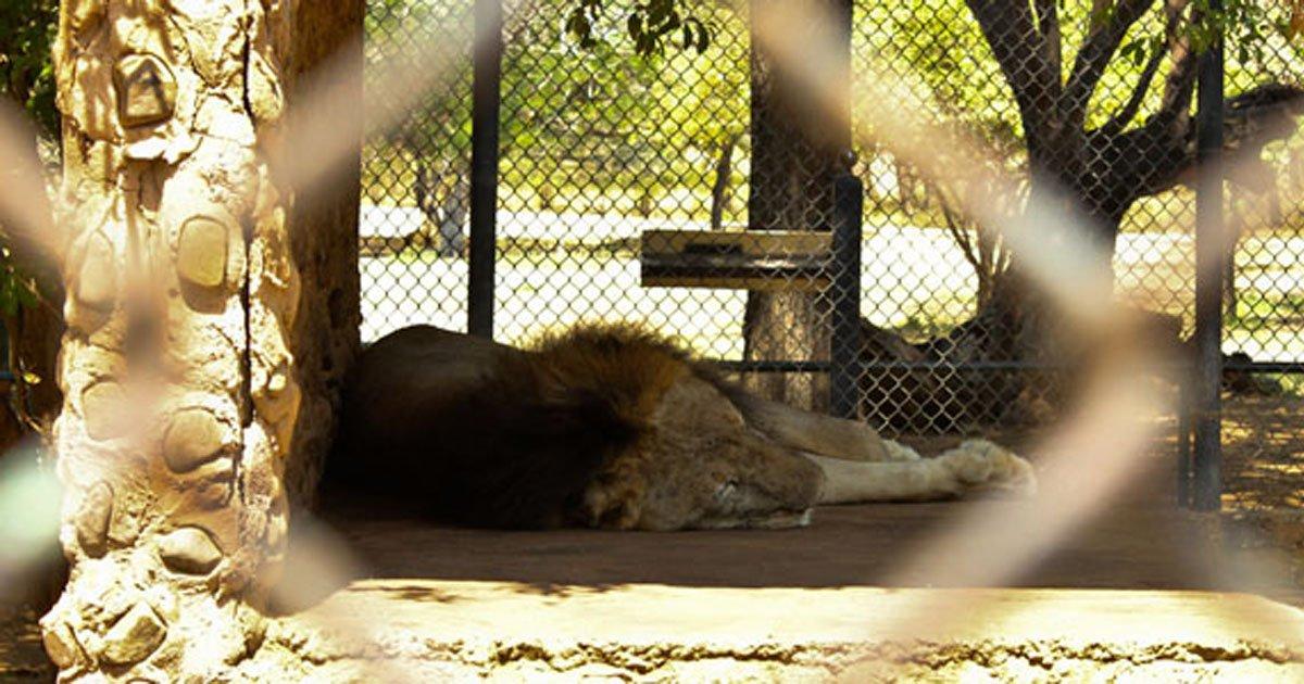 Close the Caricuao Zoo