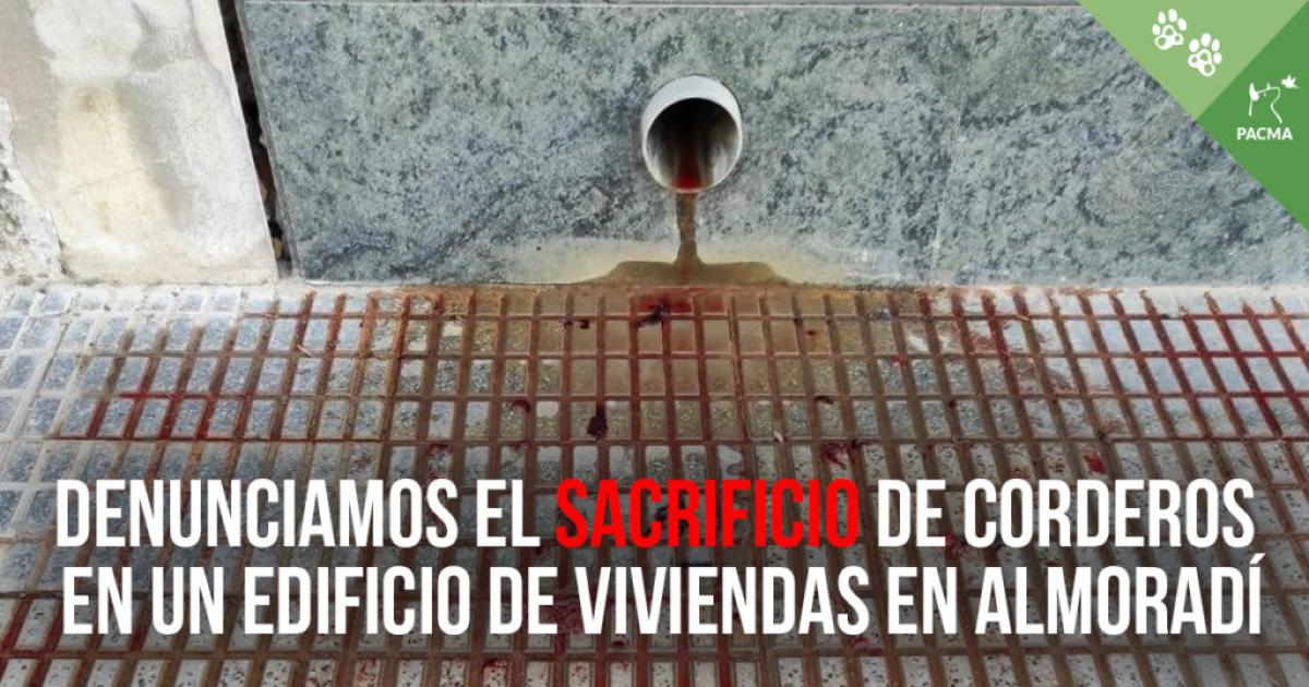 Denunciamos o abate ilegal de vários cordeiros em um prédio residencial em Almoradí (Alicante)