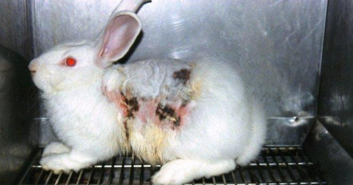 No testear productos en animales