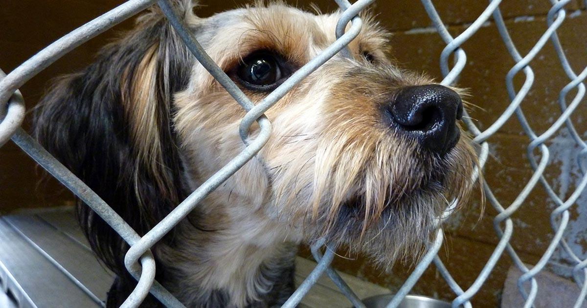 Por una Ley que prohíba lastimar animales y cárcel para quien lo hace