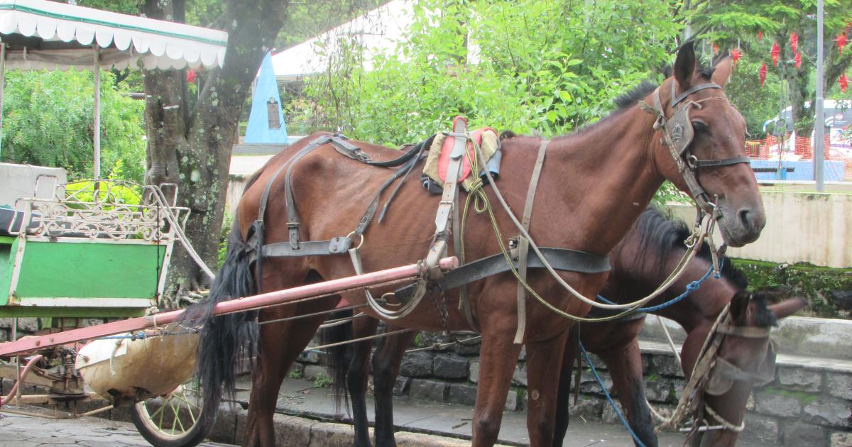 Por el fin de la explotación animal en SAN LOURENÇO MG-BR