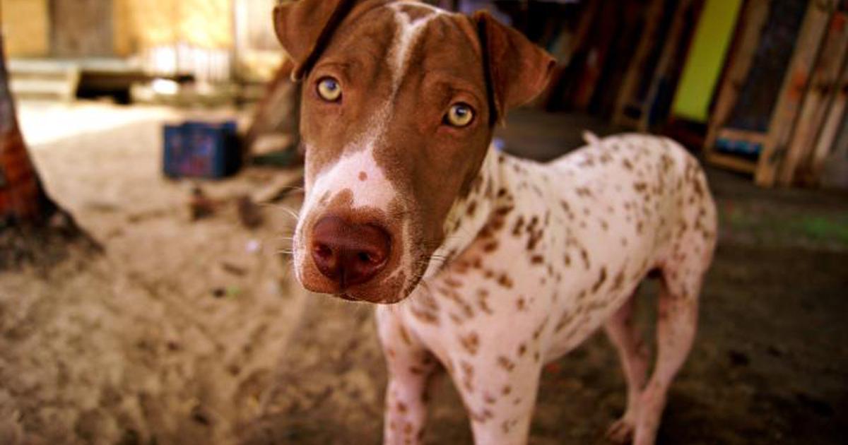 Salvemos a los animales de la calle