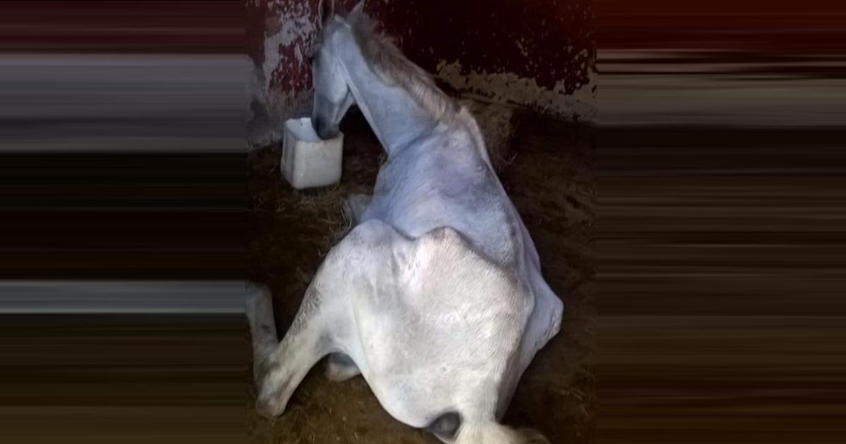 Denunciar e fiscalizar maus tratos aos animais do Spa Sete Voltas