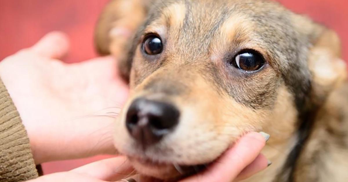 Que el Gobierno esterilice a perros y gatos de la calle y castigue a los maltratadores