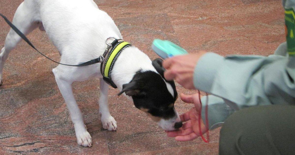 Obligación a las clínicas veterinarias a retener los animales que se llevan para que lean chip hasta llegada de dueño