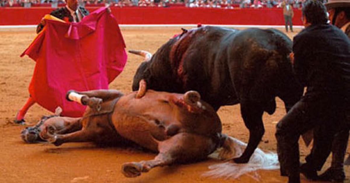 Abolición de las corridas de toros y todas las prácticas crueles contra los toros