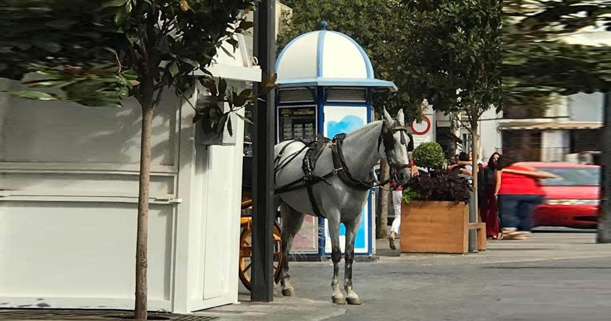 Prohibir el uso de coches de caballo