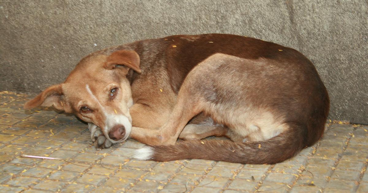 Que en el Municipio de Epitacio Huerta se de atención a las peticiones de campañas de esterilización y no al abandono de perros