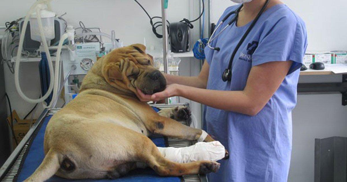 Deseo Hospitales Públicos para Animales, es Muy Necesario en mi País