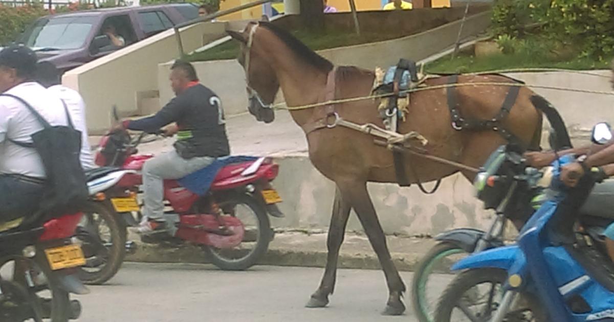 Salvar a los caballos, no queremos maltrato animal ni caballos tirados a su suerte por el abuso de los carreteros