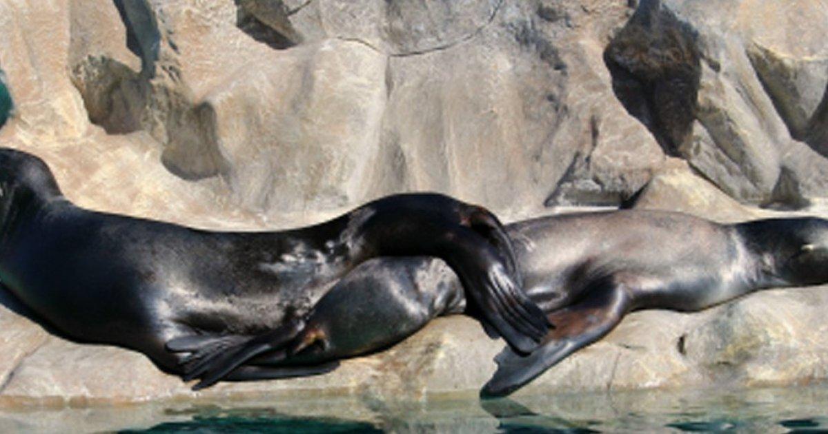 No a las focas del Siam Park