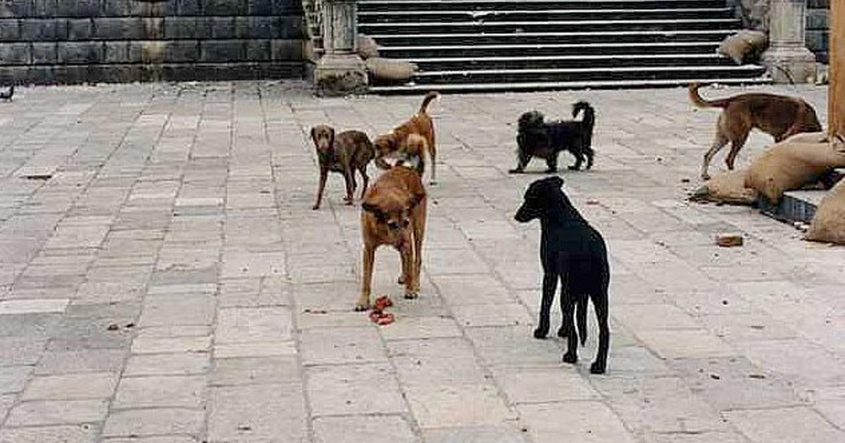 Salvemos a los perritos callejeros