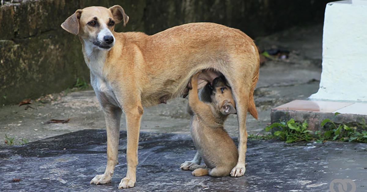 Quiero acabar con el maltrato animal en mi país y que se implante una Ley contra esto