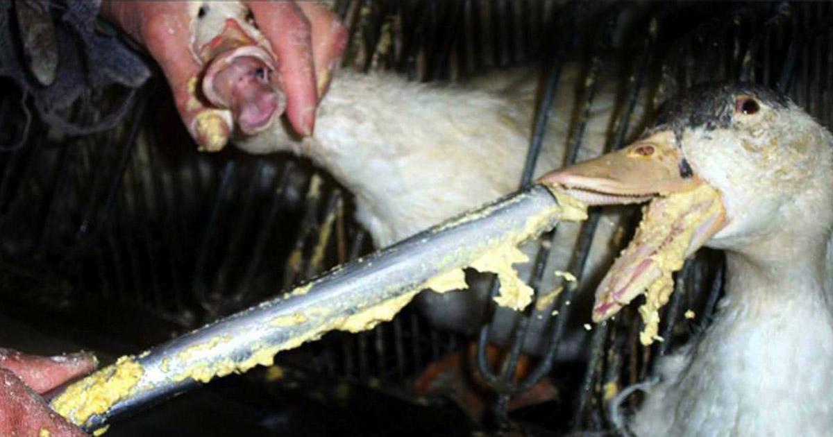 Proibire l'alimentazione forzata di anatre per foie gras