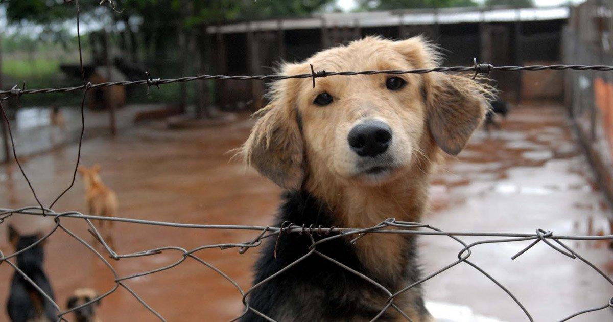 Salvemos a los Perros de las Calles Creando Albergues y Refugios