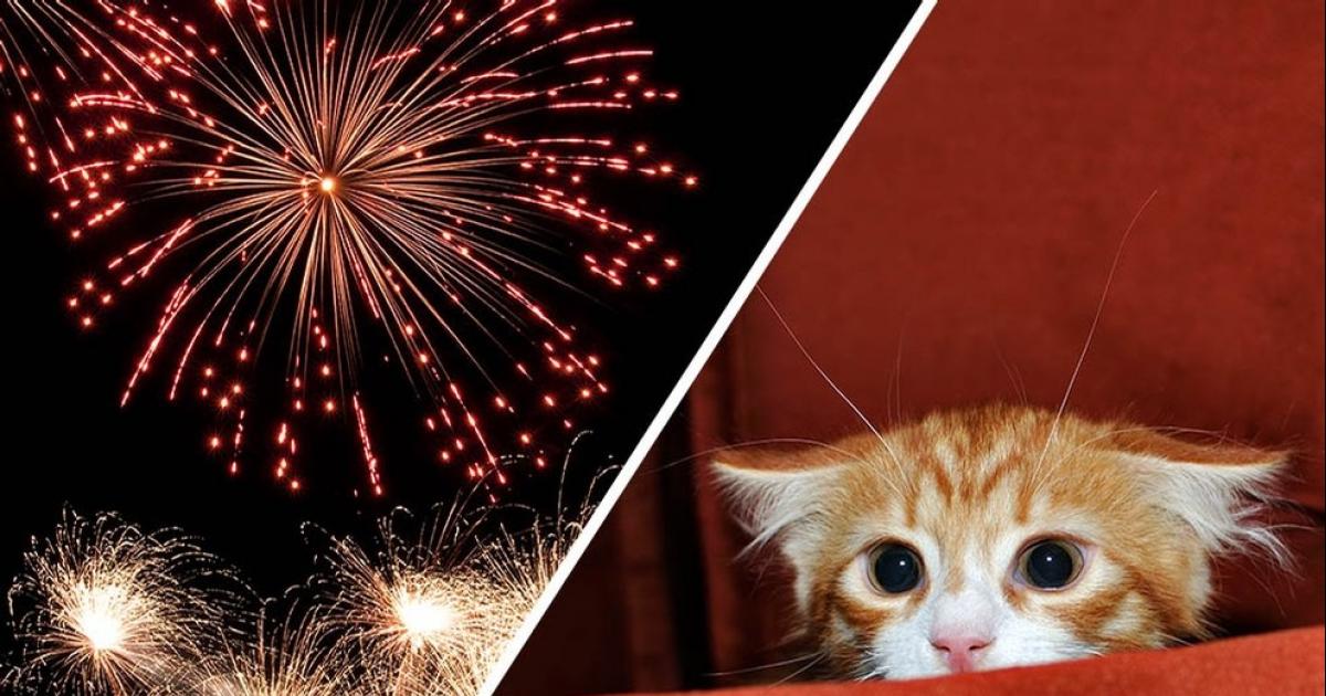 Tiere lieben kein Feuerwerk Silvesterknallerei macht Haus und Wildtieren Angst