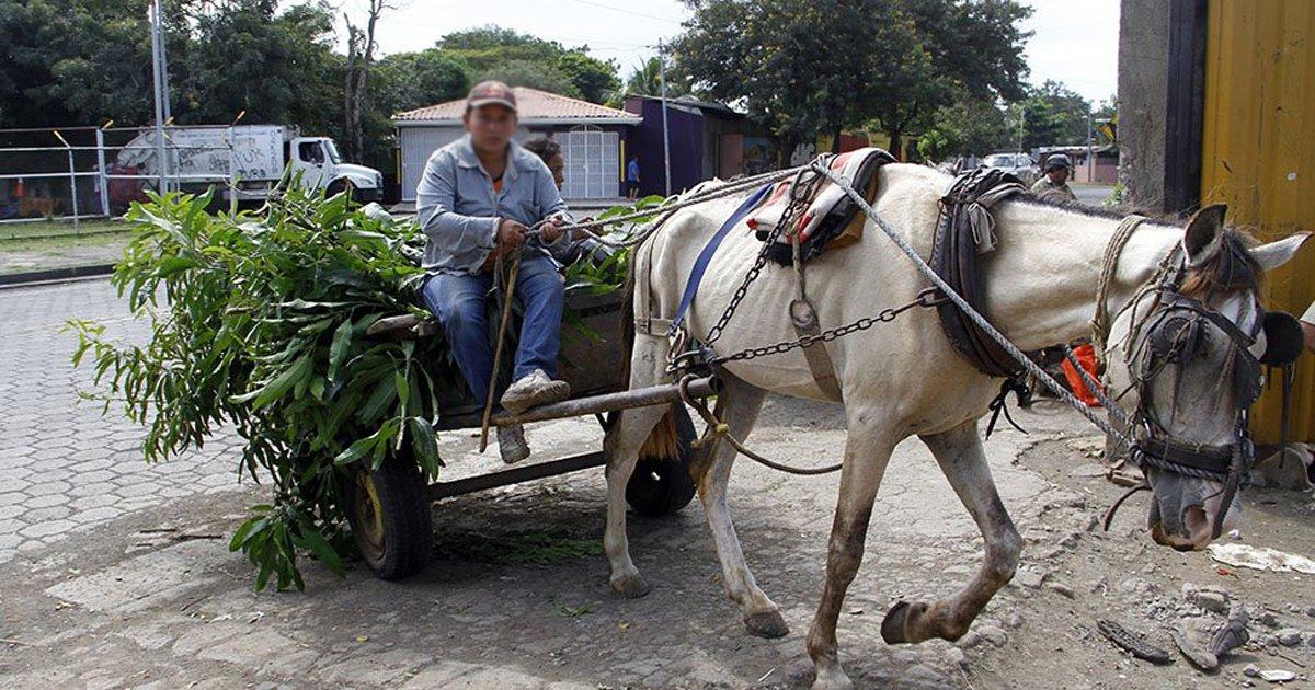 Vamos acabar com o Abuso Animal