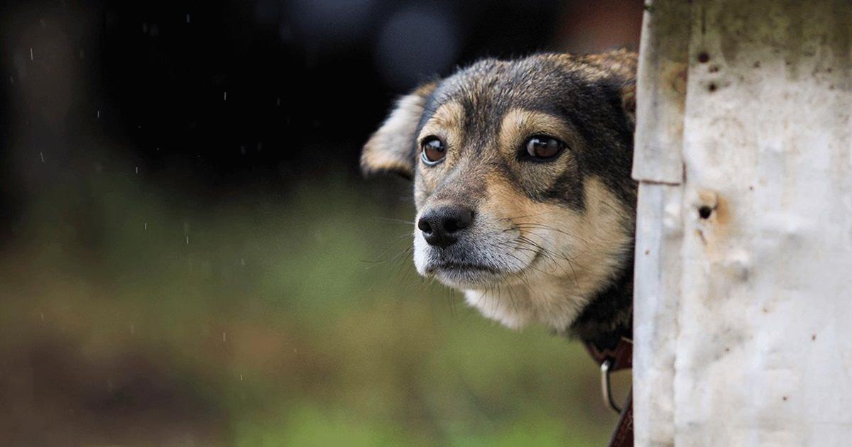 Formar grupos militares para combatir el maltrato animal