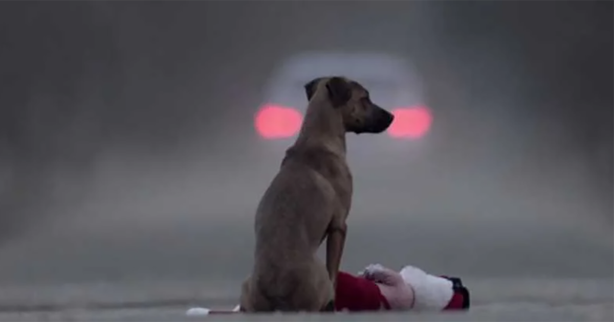 Contra abandonar a las mascotas en las carreteras