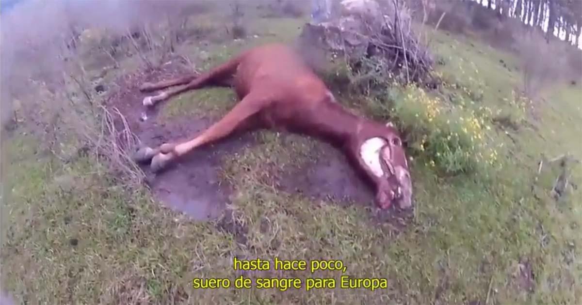 Que impidan la tortura animal