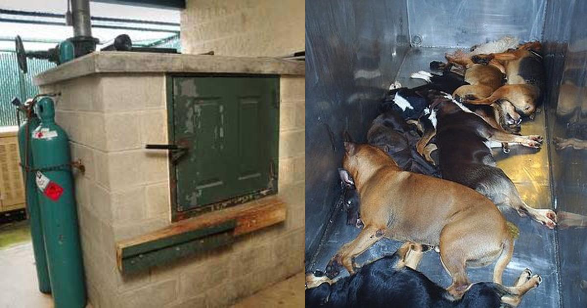 Cambiar la realidad de los animales abandonados en España
