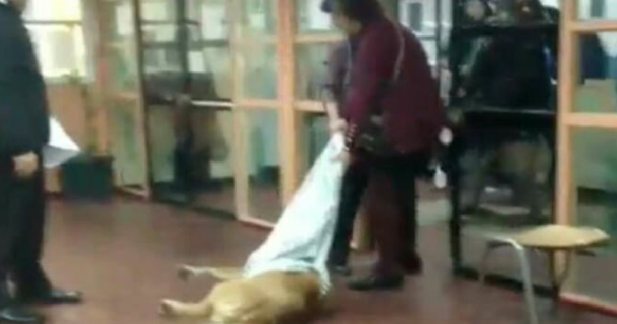 Se sancione o expulsen a la Directora del Colegio Juan Bautista Contardi de Punta Arenas por provocar maltratos a perros