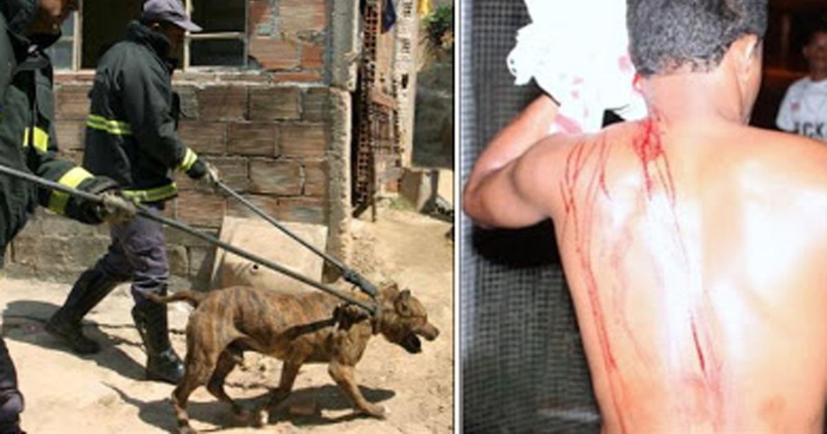 Revoke the decision to sacrifice the dog who defended the residence of its owner