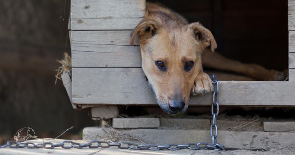 Cães acorrentados dia e noite