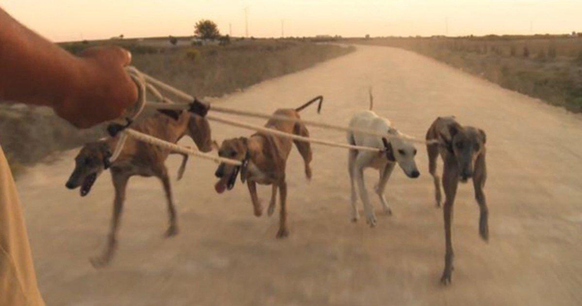 Salvemos a los Galgos