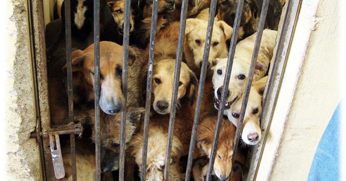 Os cães devem receber um tratamento digno aos canis municipais