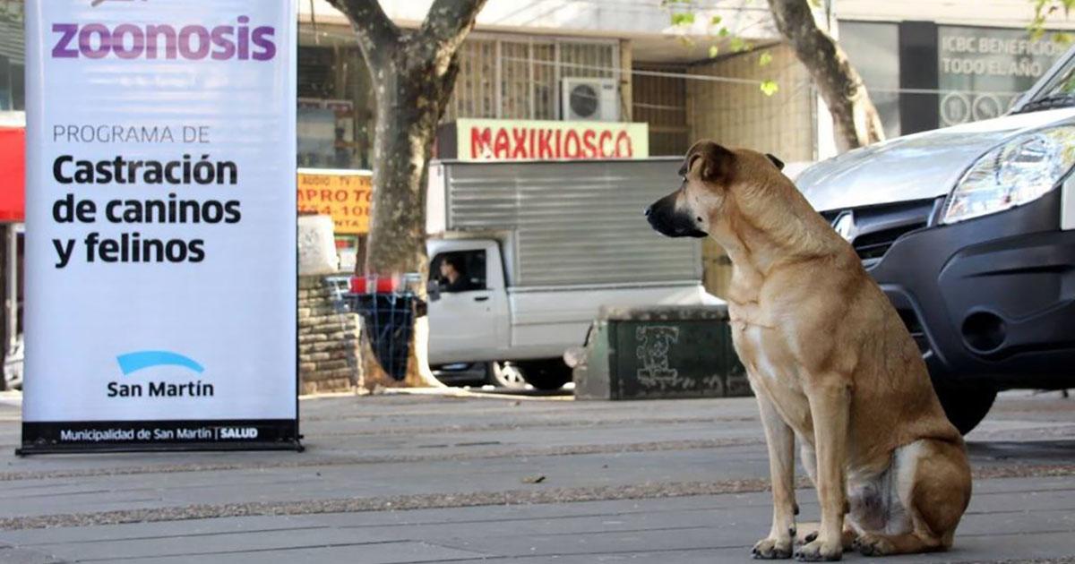 Que haya castración gratuita en todos los barrios