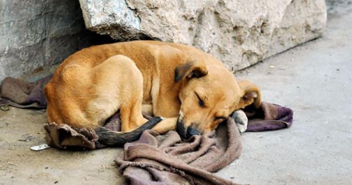 Impedir que la Organización General de Servicios Veterinarios envenene a perros y gatos callejeros