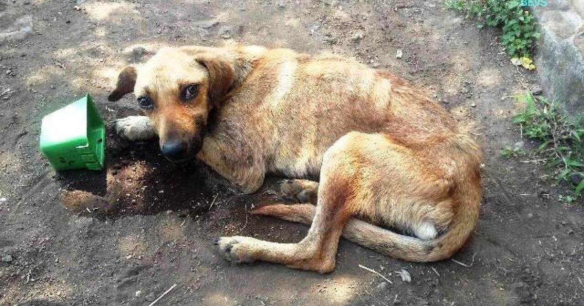 Salvemos a las mascotas abandonadas y maltratadas