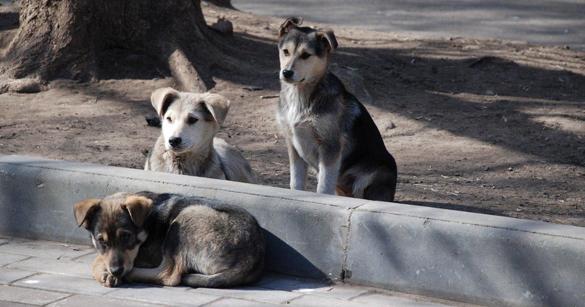 Crear un Hogar Solventado por el Estado para Perros Callejeros