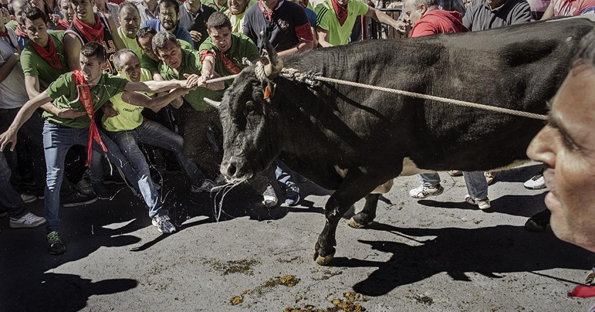 Papa Francisco, elimine de las fiestas religiosas prácticas crueles con los animales